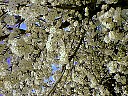 Apple0109.JPG