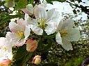 Apple0124.JPG
