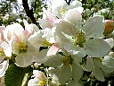 Apple0133.JPG