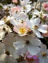 Apple0151.JPG