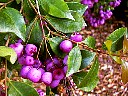 Berries0003.JPG