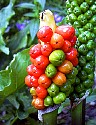 Berries0031.JPG