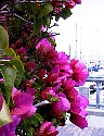 Boats0062.JPG